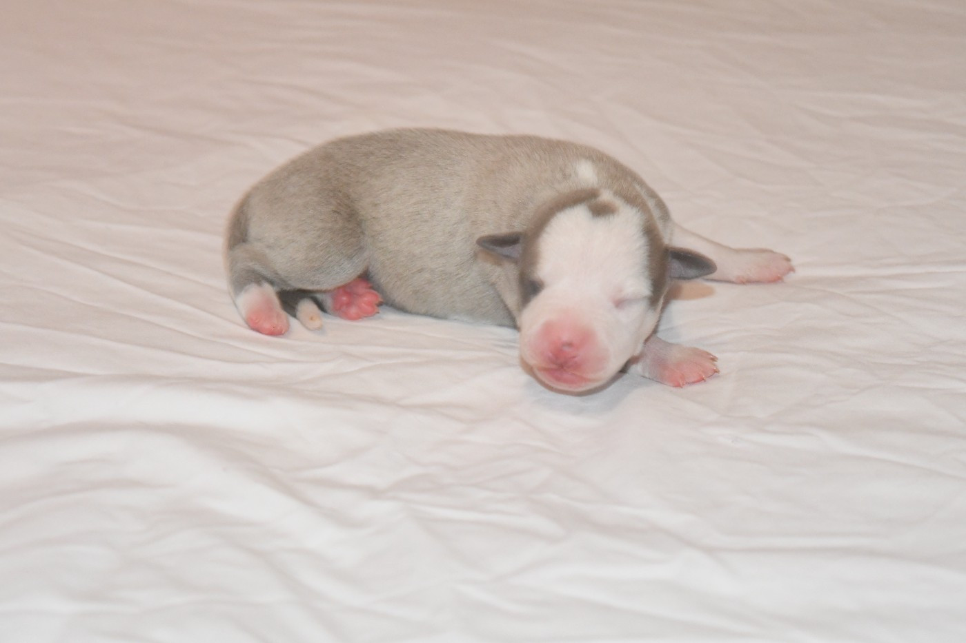 Chiot N°1