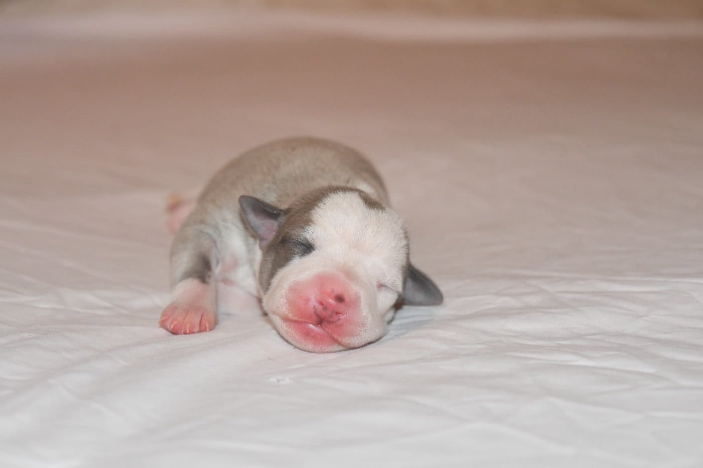 Chiot N°1