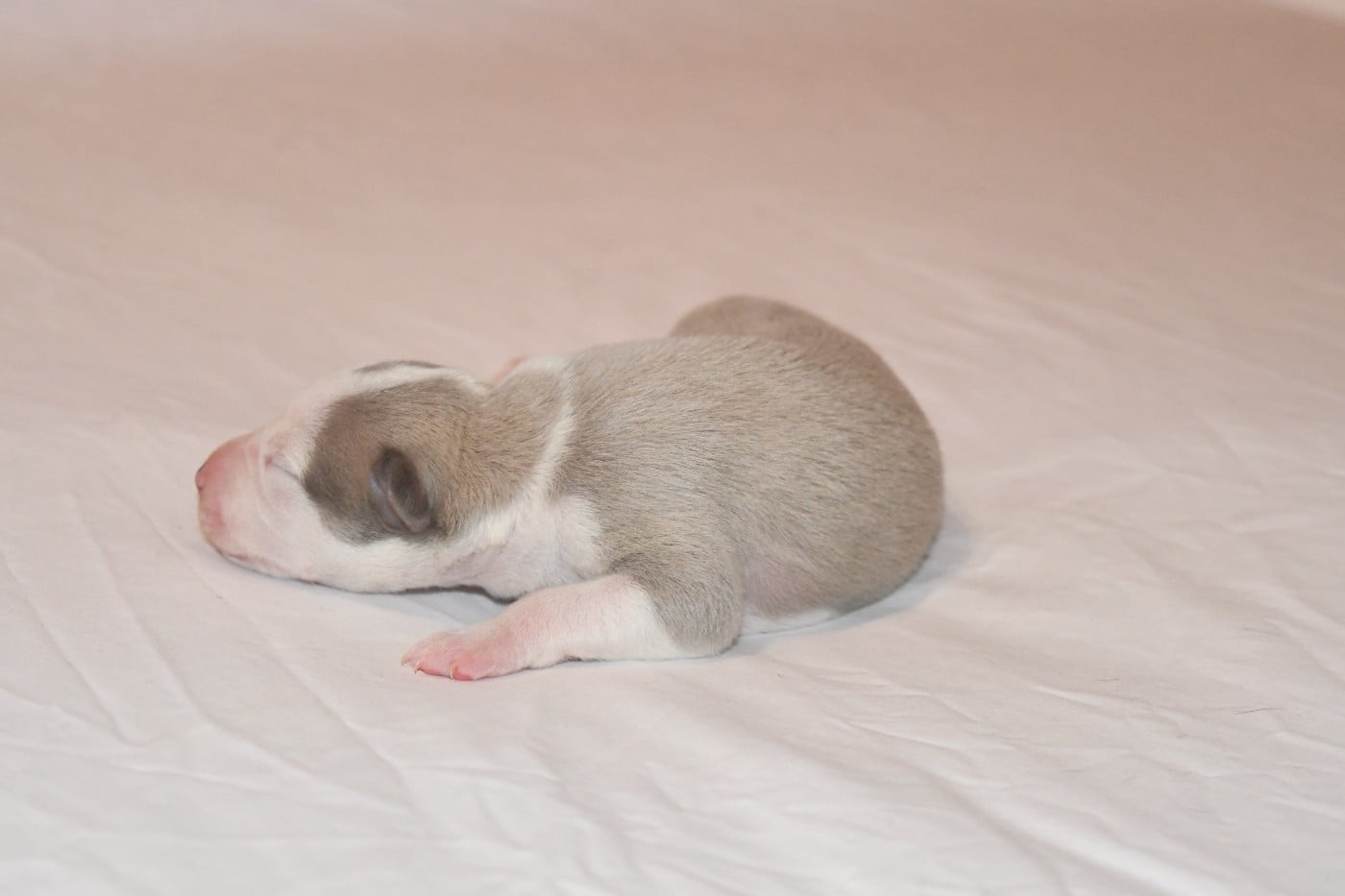 Chiot N°1