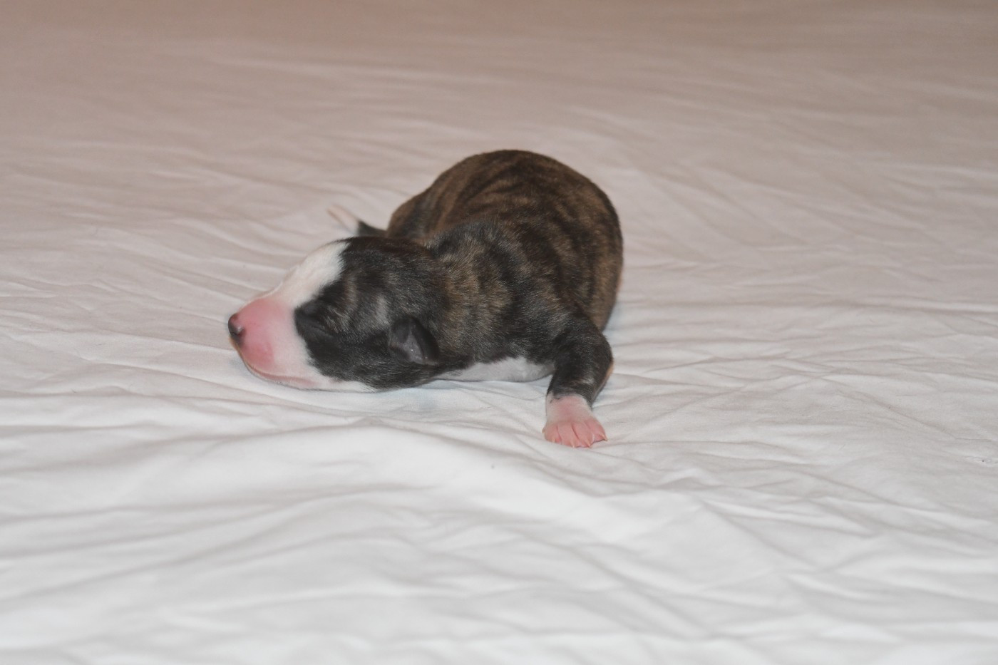 Chiot N°2