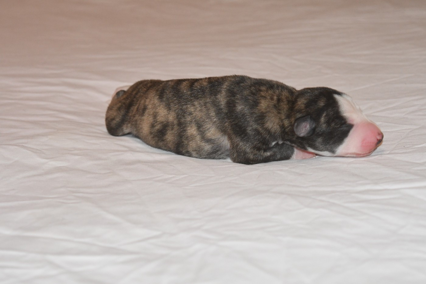 Chiot N°2