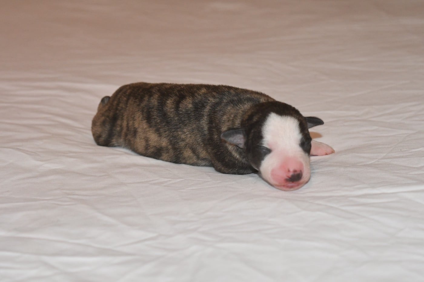 Chiot N°2