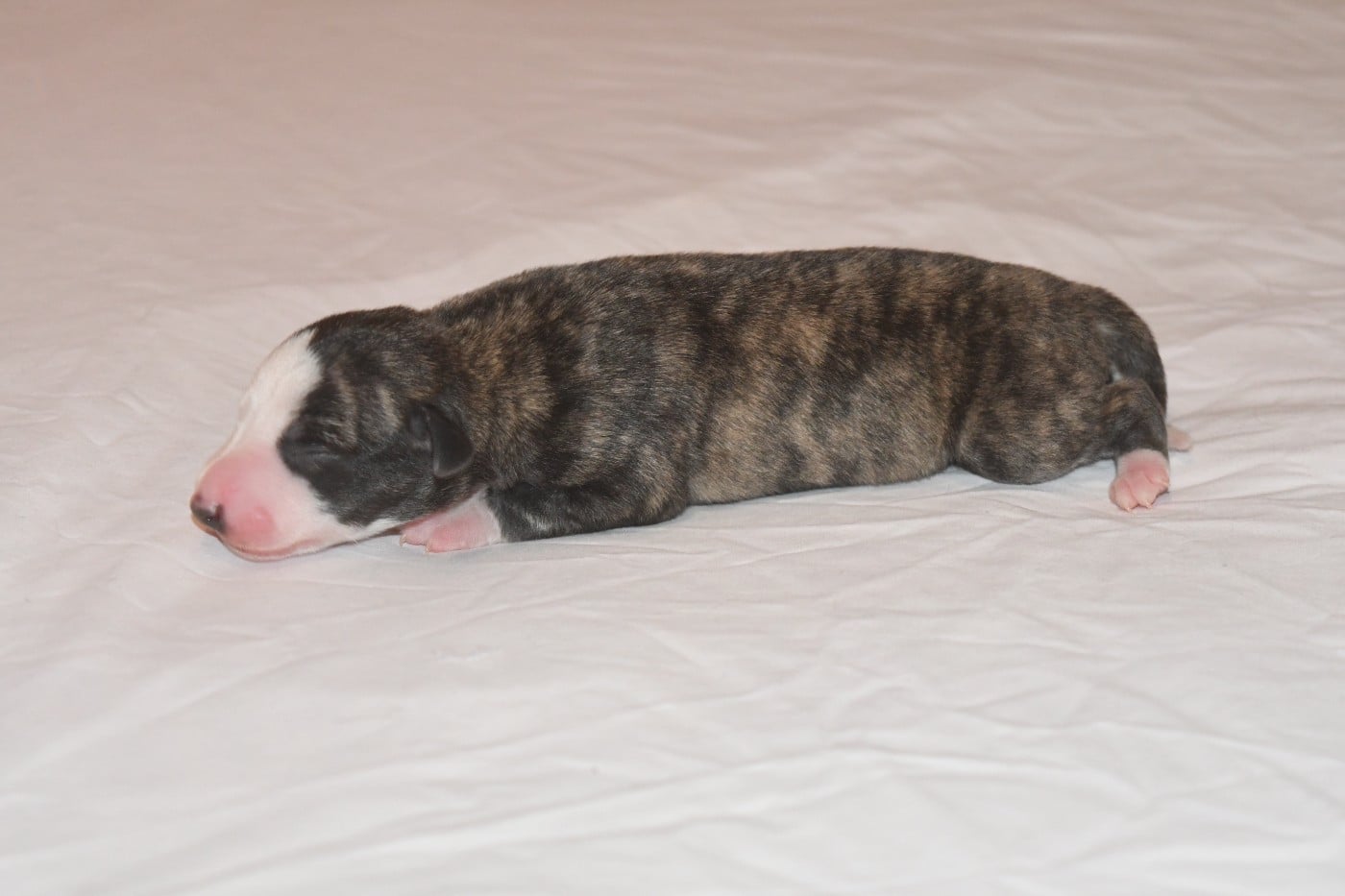Chiot N°2