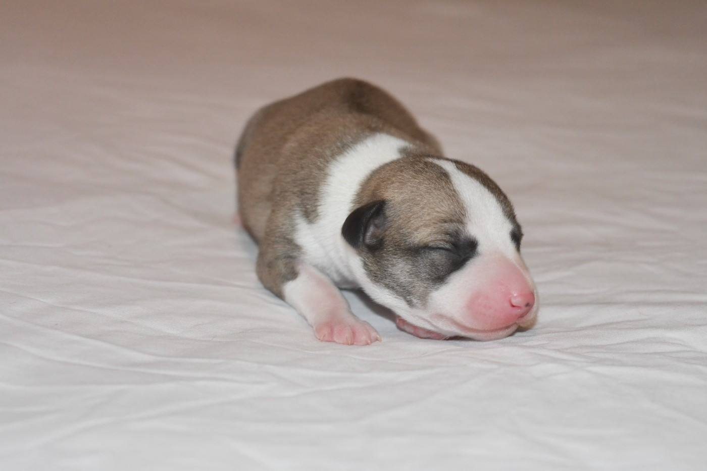 Chiot N°3
