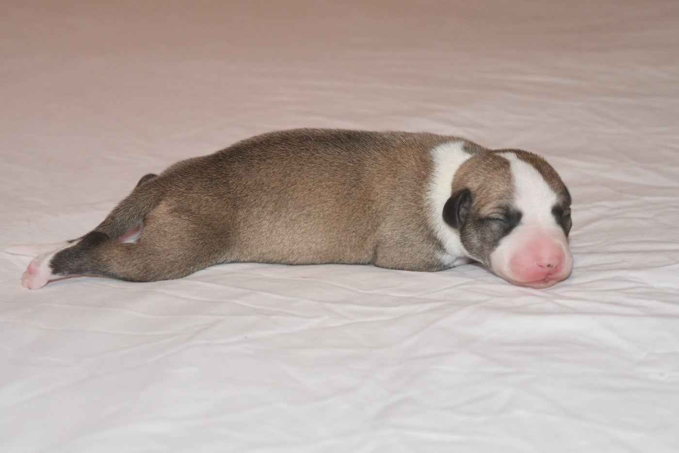Chiot N°3