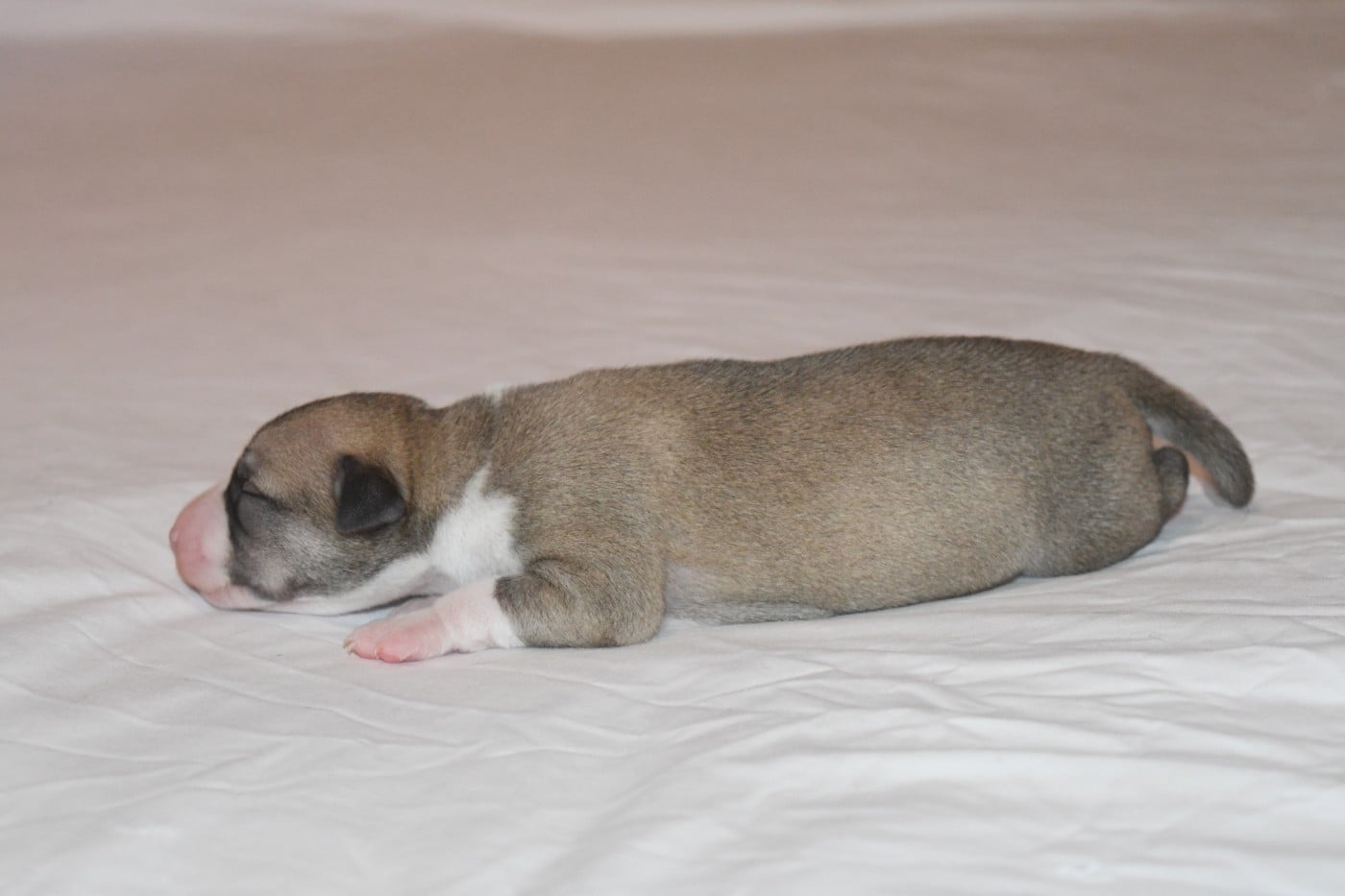 Chiot N°3
