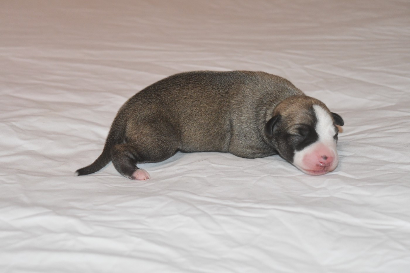 Chiot N°4