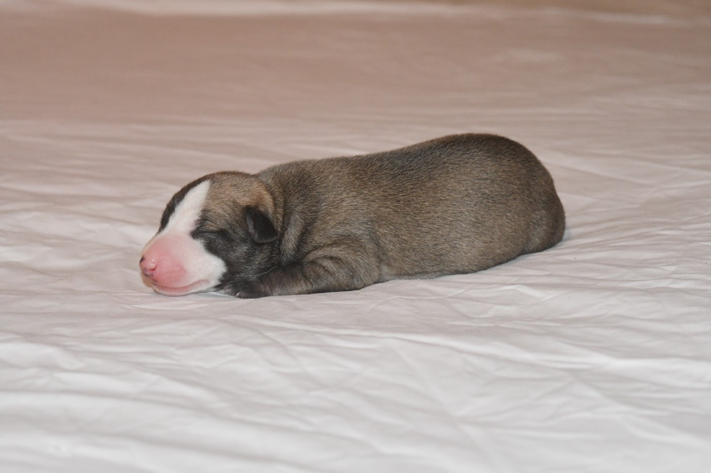 Chiot N°4