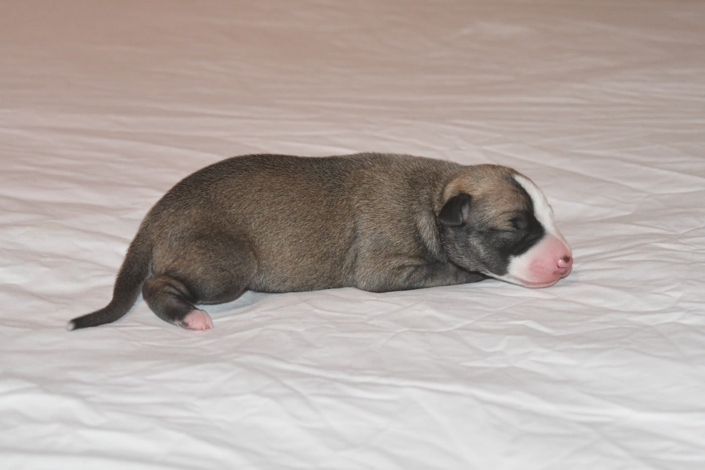 Chiot N°4