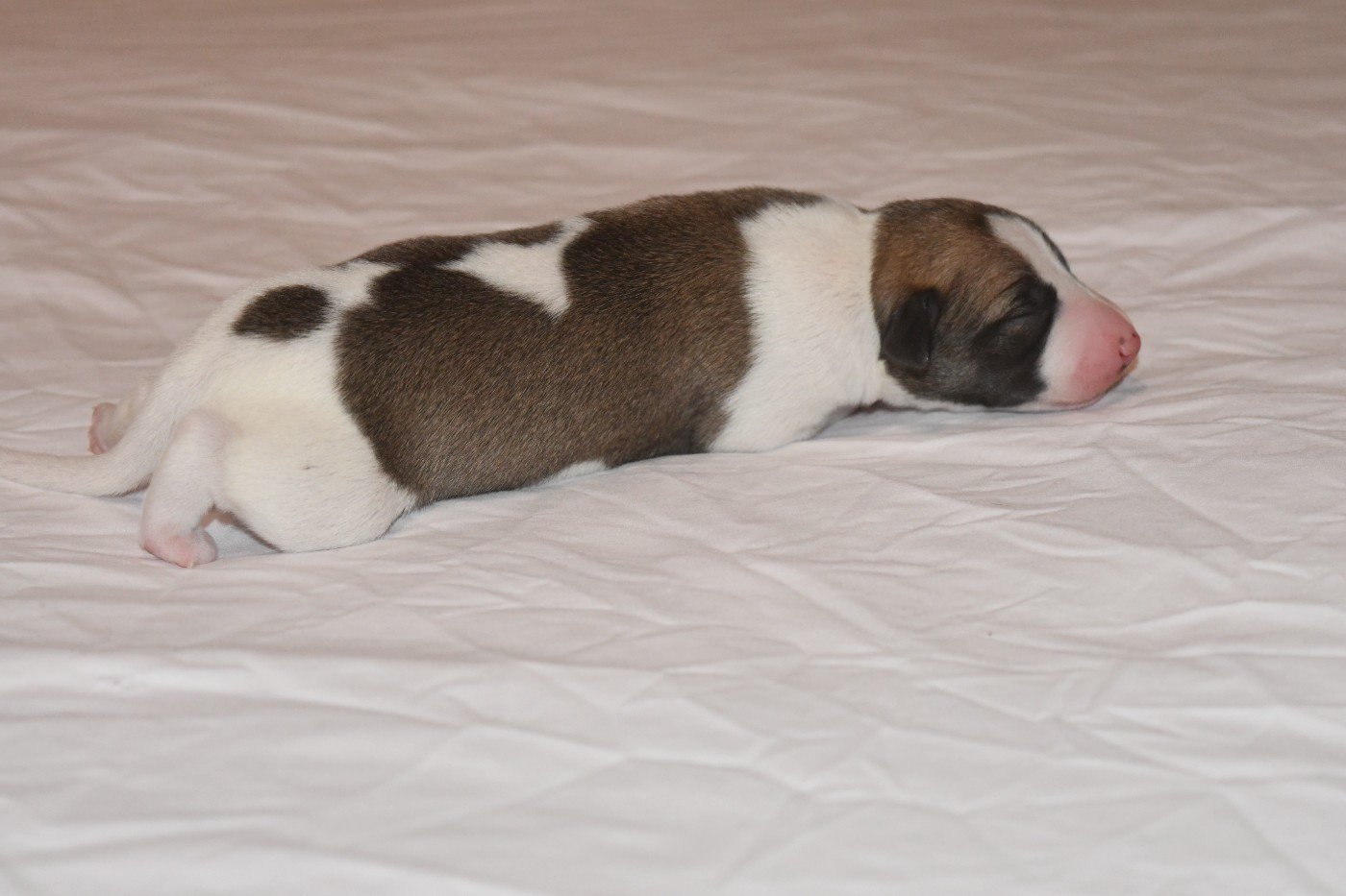 Chiot N°5