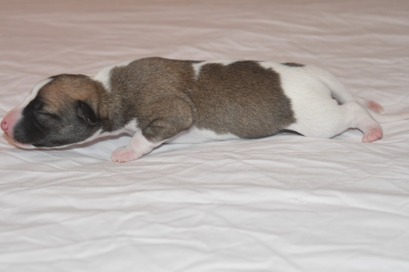Chiot N°5