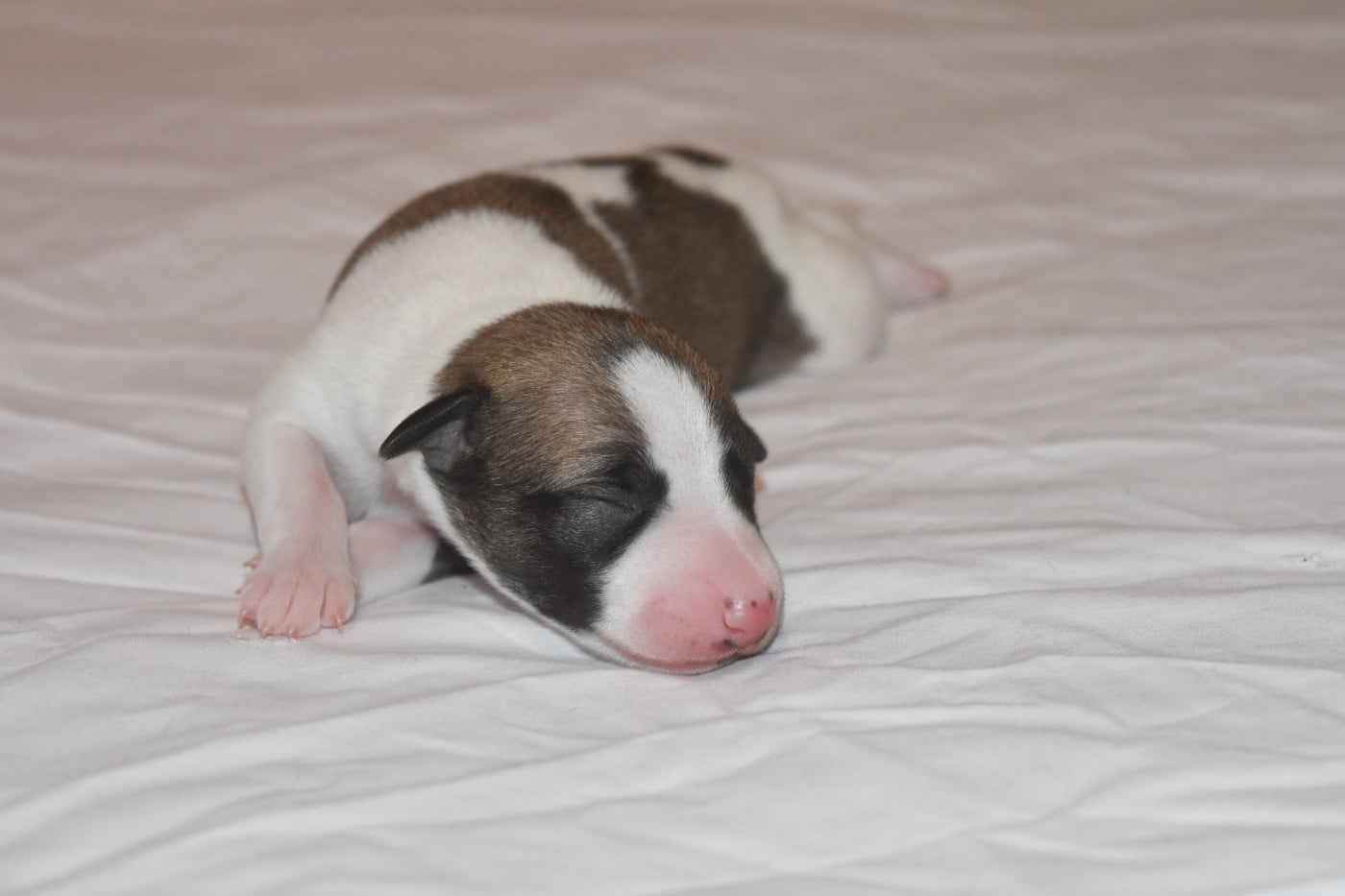 Chiot N°5