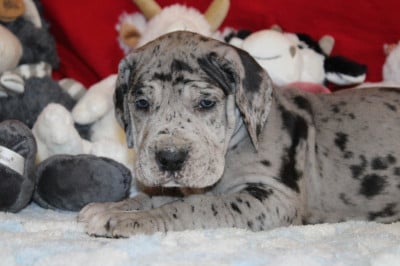 Les chiots de Dogue allemand
