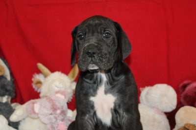 Les chiots de Dogue allemand