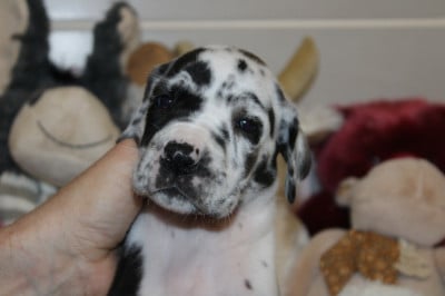 Les chiots de Dogue allemand