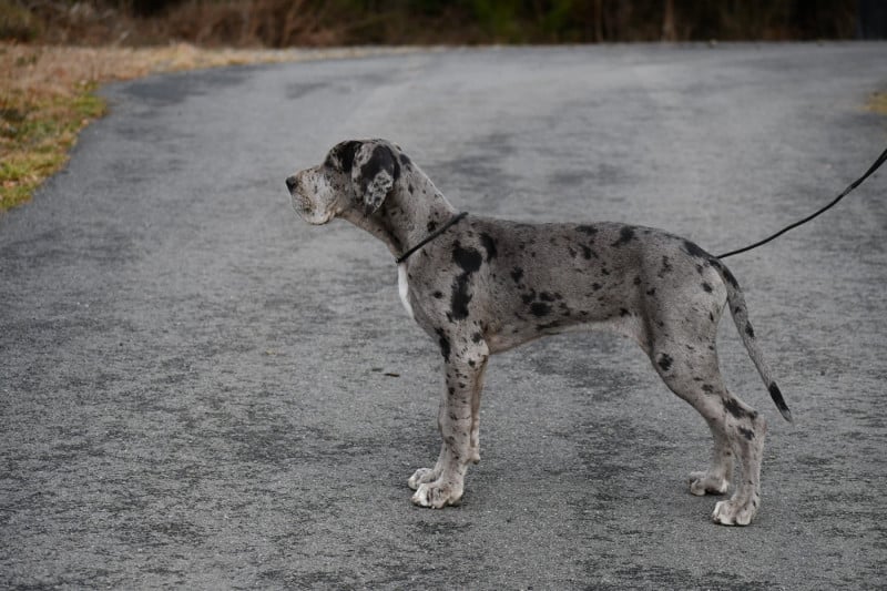 Dogue allemand - d'Ochretolievaltt