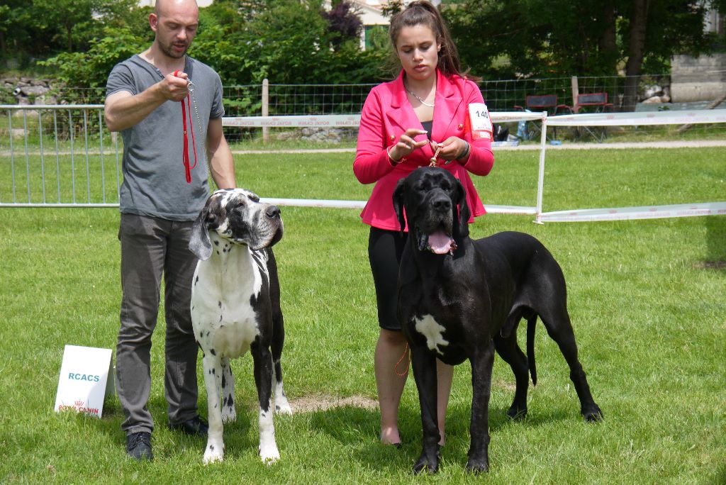 CH. Ladislav d'Ochretolievaltt - 1 EXCELLENT CACS BOS