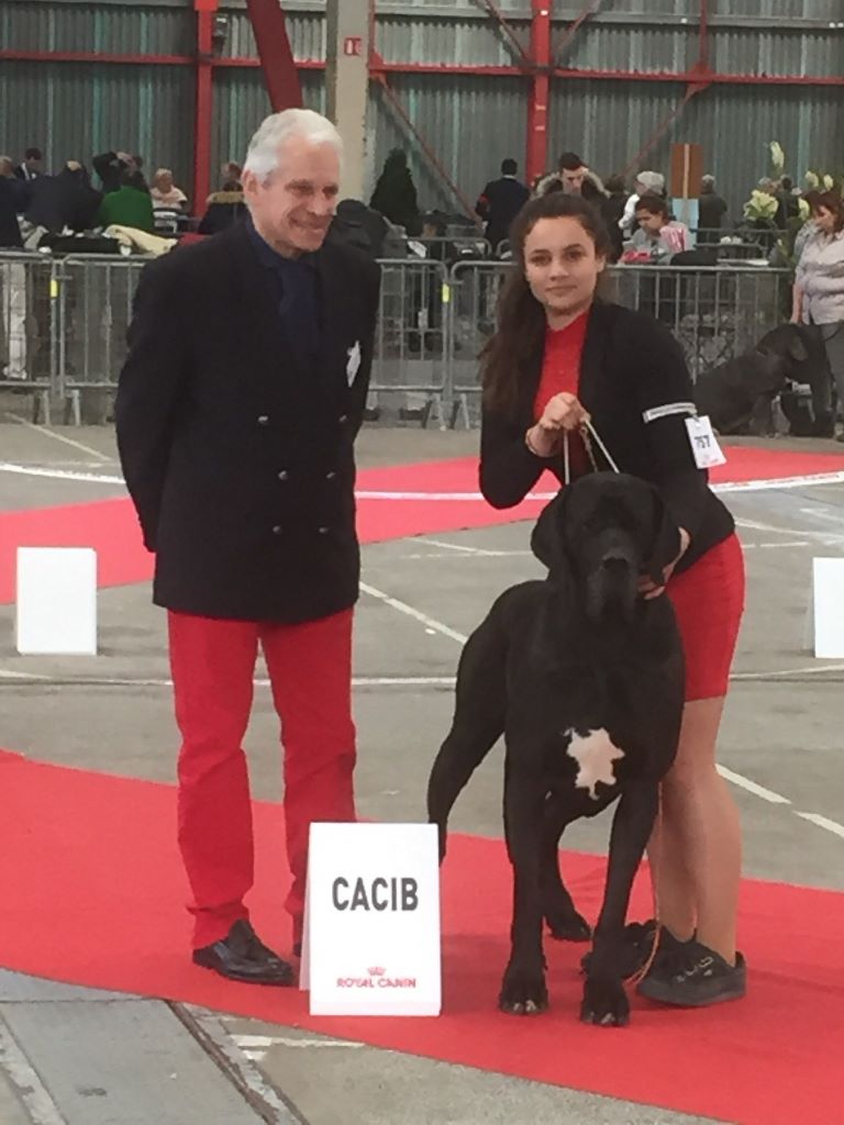 CH. Ladislav d'Ochretolievaltt - CACS CACIB BOS classe ouverte