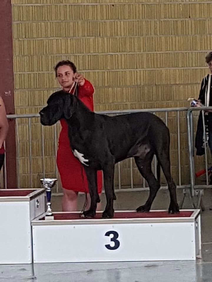 CH. Ladislav d'Ochretolievaltt - 1 excellent cacs bob meilleur de race . 3eme sur le podium du 2eme groupe