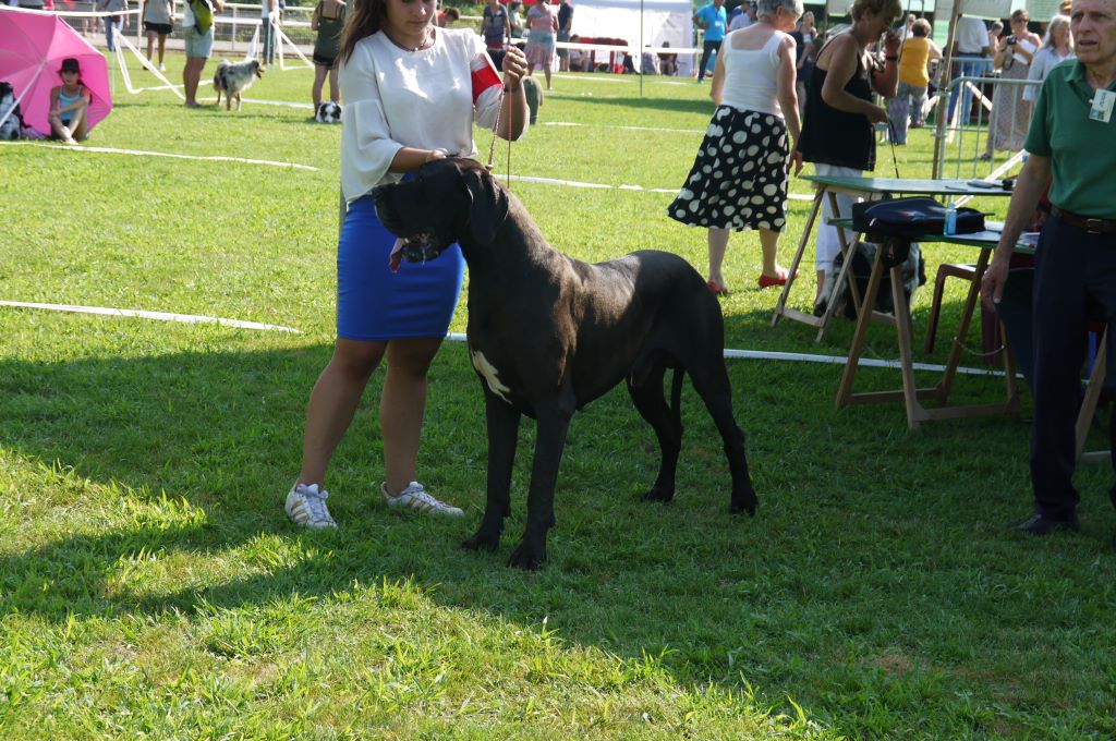 CH. Ladislav d'Ochretolievaltt - 3 EXCELLENT