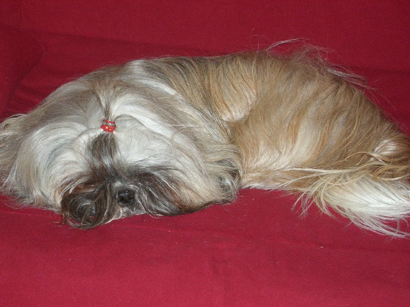 Viki des Merveilles D'Oceane