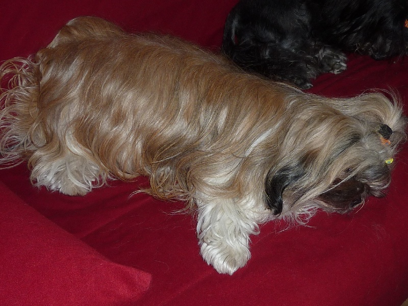 Viki des Merveilles D'Oceane