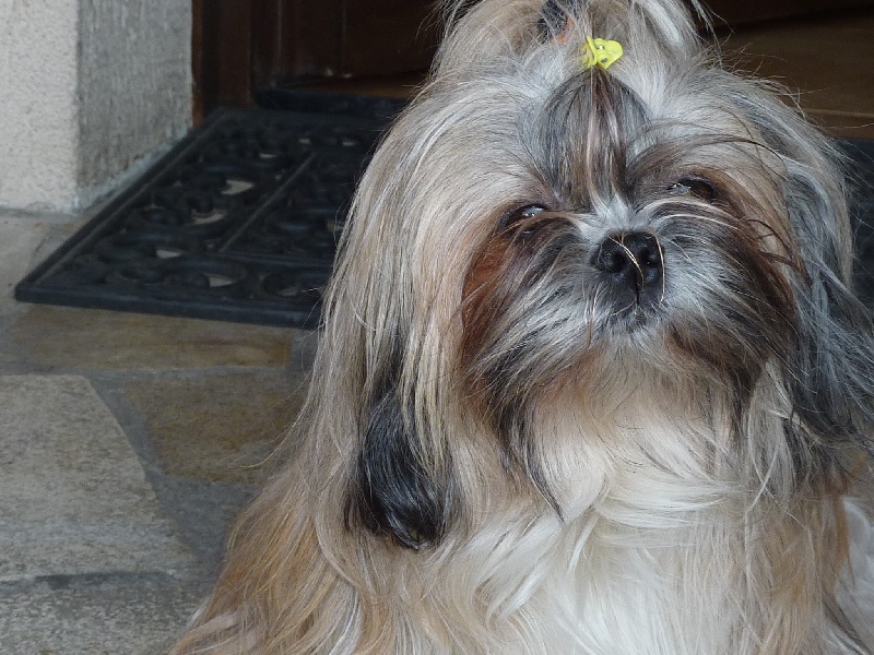 Viki des Merveilles D'Oceane