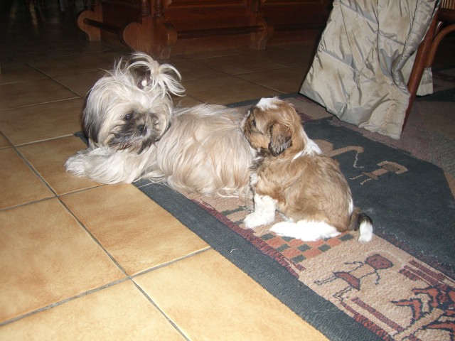 Viki des Merveilles D'Oceane