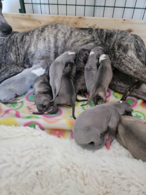 CHIOT 7 - Whippet