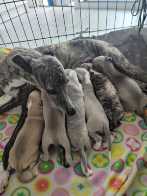 Les chiots de Whippet