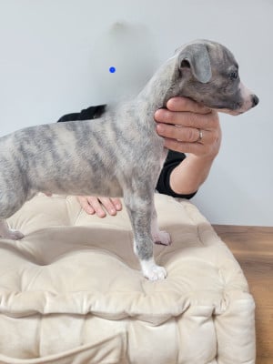 Les chiots de Whippet