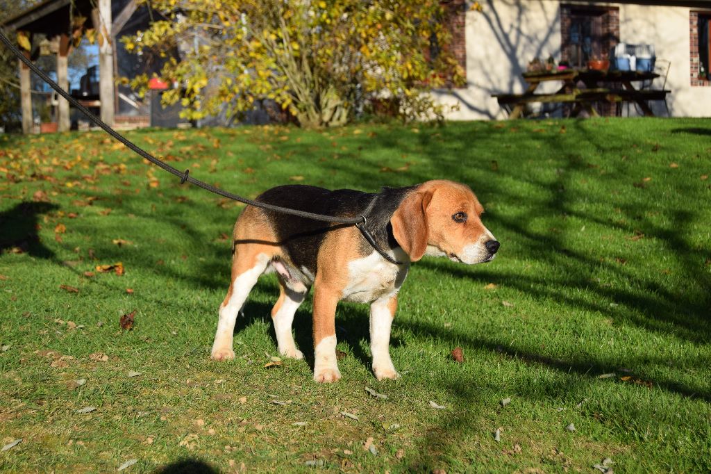 Leader du bois de bourgeray