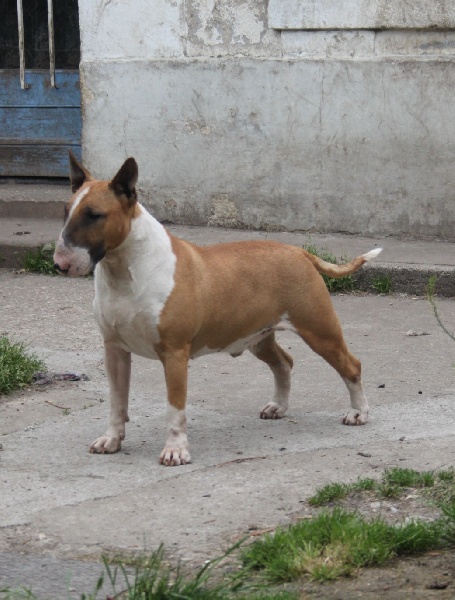 CH. Ragnarok sigurd at Victorious Demon