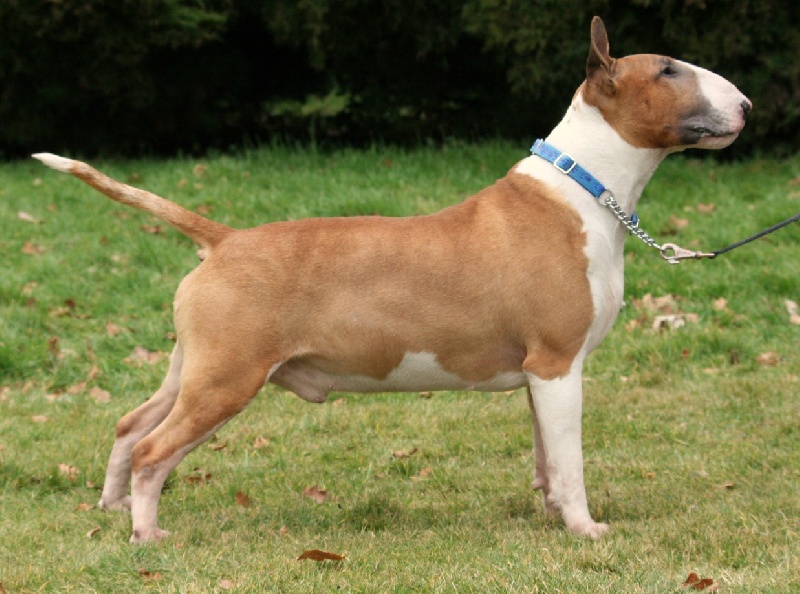 CH. Ragnarok sigurd at Victorious Demon