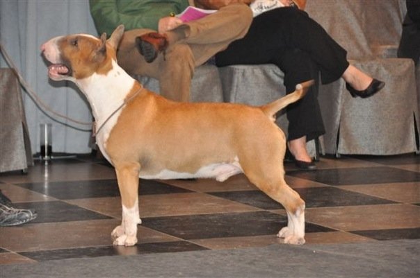 CH. Ragnarok sigurd at Victorious Demon