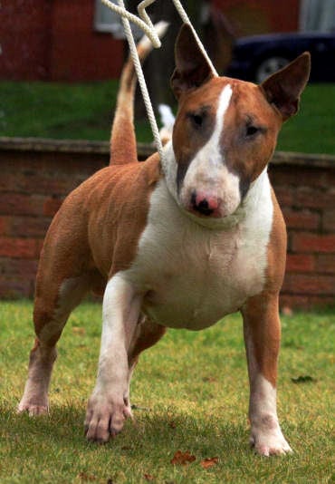 CH. Ragnarok sigurd at Victorious Demon