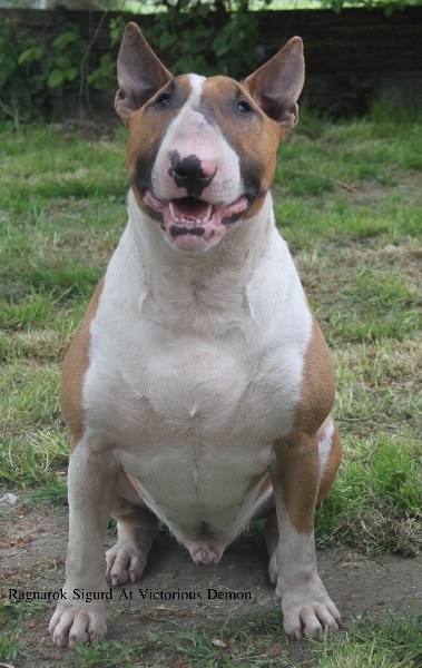 CH. Ragnarok sigurd at Victorious Demon