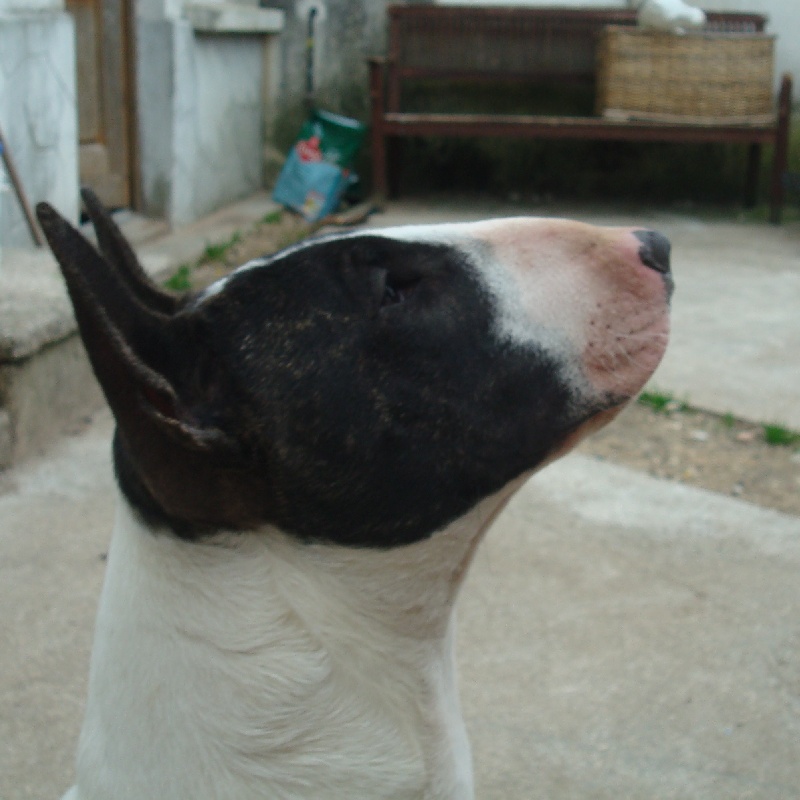 Hoodstar Crazy in love 