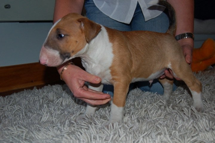 CH. Ragnarok sigurd at Victorious Demon