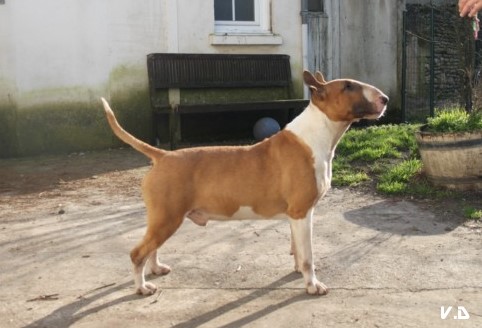 CH. Ragnarok sigurd at Victorious Demon