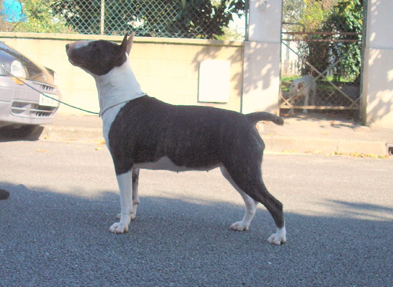 Hoodstar Crazy in love 