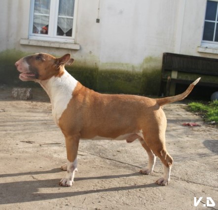 CH. Ragnarok sigurd at Victorious Demon