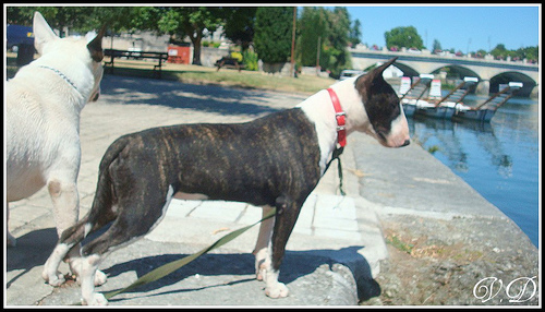 Hoodstar Crazy in love 