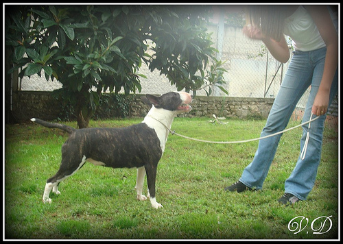 Hoodstar Crazy in love 