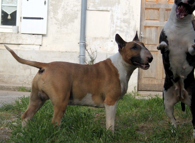 CH. Ragnarok sigurd at Victorious Demon