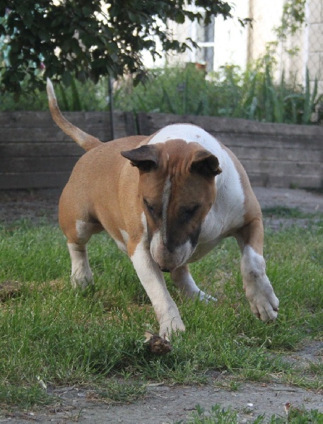 CH. Ragnarok sigurd at Victorious Demon