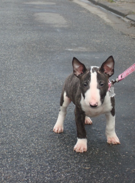 Hoodstar Crazy in love 