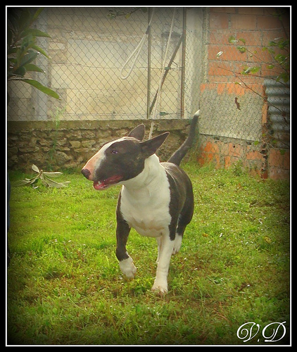 Hoodstar Crazy in love 