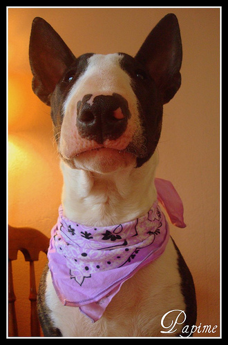 Hoodstar Crazy in love 