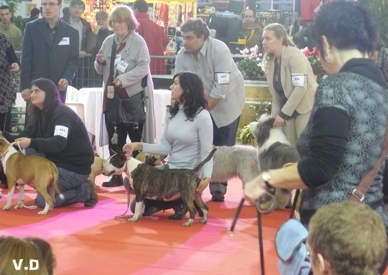 Victorious Demon Easy victory - RING D'HONNEUR - 1er très prometteur